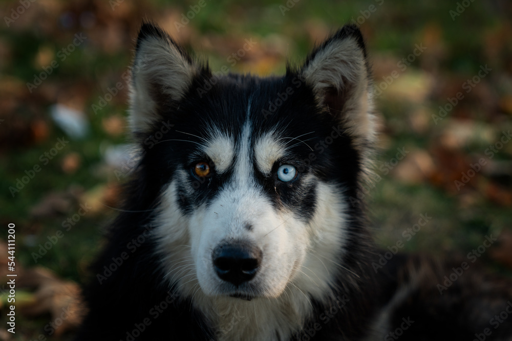 selective focus close-up of a husky with different color eyes and fall foliage leaves background