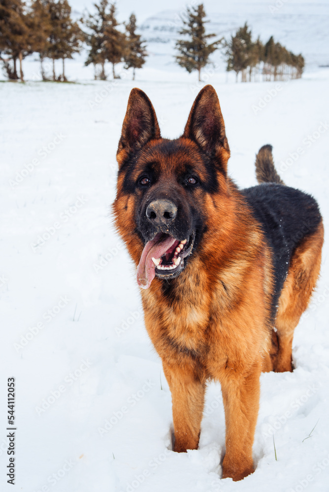 german shepherd dog. the dog  on the snow and looks at the owner 