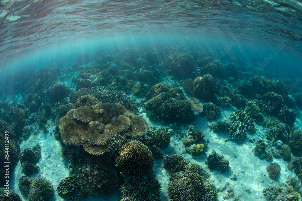 An array of reef-building corals compete for space on a shallow, healthy reef near Komodo, Indonesia. This area is within the Coral Triangle, a region known for its extraordinary marine biodiversity.
