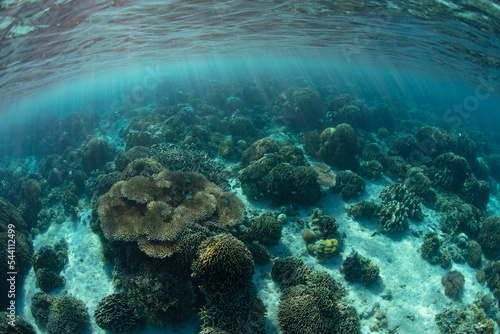 An array of reef-building corals compete for space on a shallow  healthy reef near Komodo  Indonesia. This area is within the Coral Triangle  a region known for its extraordinary marine biodiversity.