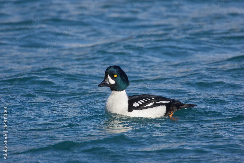 Barrow's Goldeneye male taken in SE Alaska Barrow's Goldeneye male taken in SE Alaska