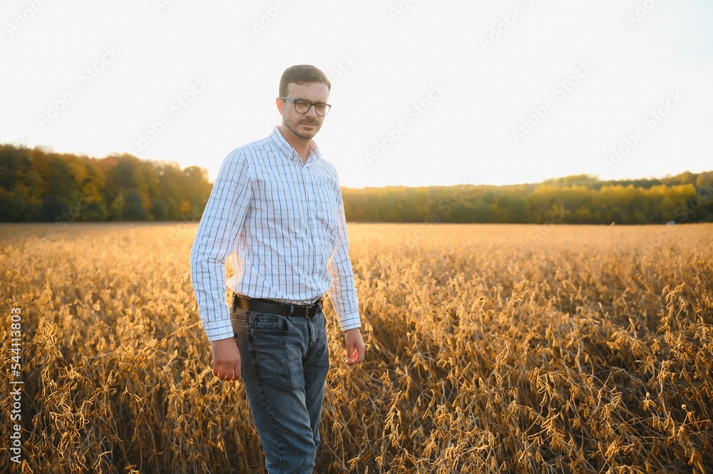 Agronomist inspects soybean crop in agricultural field - Agro concept - farmer in soybean plantation on farm