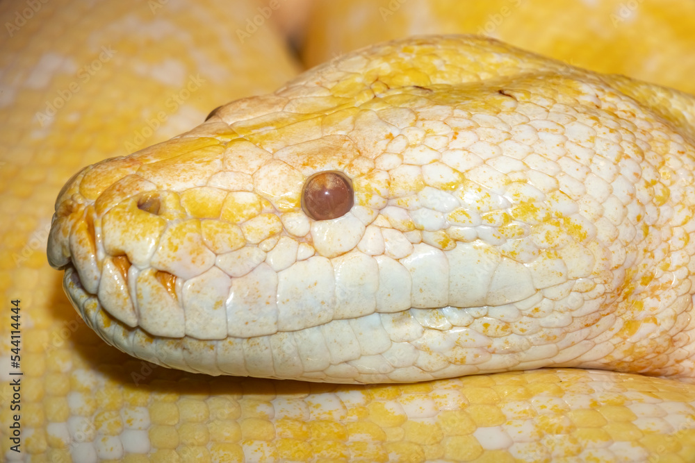 Yellow tiger python. Python molurus. Yellow tiger python. Python molurus.