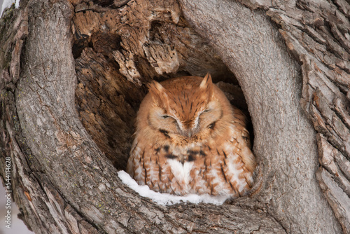 Eastern Screech-owl taken in southern MN © Stan