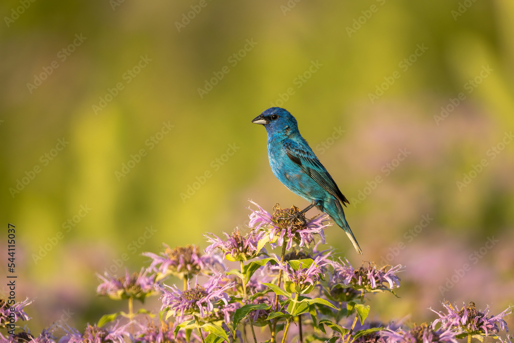 Indigo Bunting adult male taken in southern MN Indigo Bunting adult male taken in southern MN