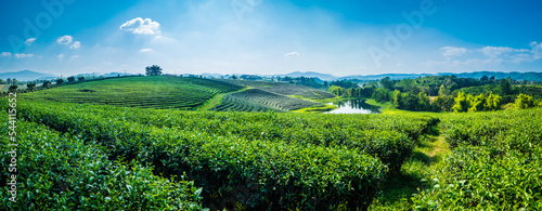 Cuadro en lienzo Landscape panorama view of tea plantation at at choui fong farm Chiang Rai, Thai