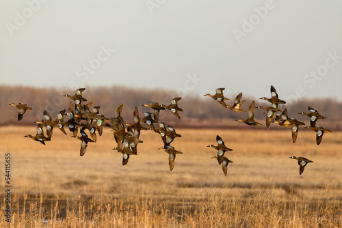 Blue-winged Teal Green-winged Teal flight taken in NW MN
