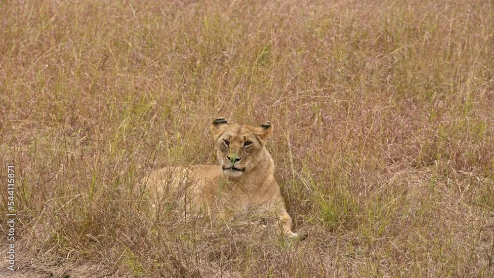 Lioness sitting in high grass in savannah Lioness sitting in high grass in savannah