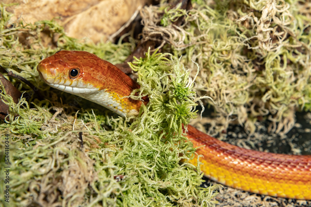 Fototapeta premium Maize runner. Spotted climbing runner. A red rat snake. Pantherophis guttatus.