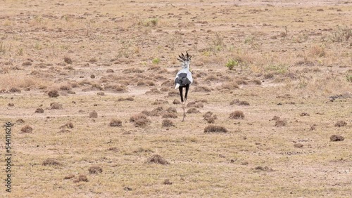 Footage of secratary bird walking through national park. Safari in kenya. Birdwatching concept photo