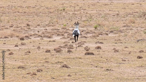 Footage of secratary bird walking through national park. Safari in kenya. Birdwatching concept