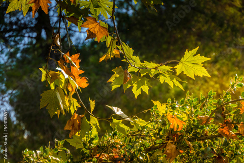 Golden foliage of the sycamore tree in the light of the sun. Autumn leaf fall in Israel