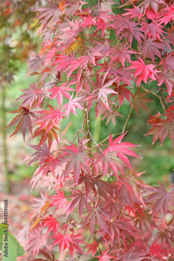 The autumn colours of the Japanese maple 'Shojo-shidare' tree. The autumn colours of the Japanese maple 'Shojo-shidare' tree.