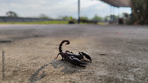 Photography Scorpion,Heterometrus laoticus found at Thailand