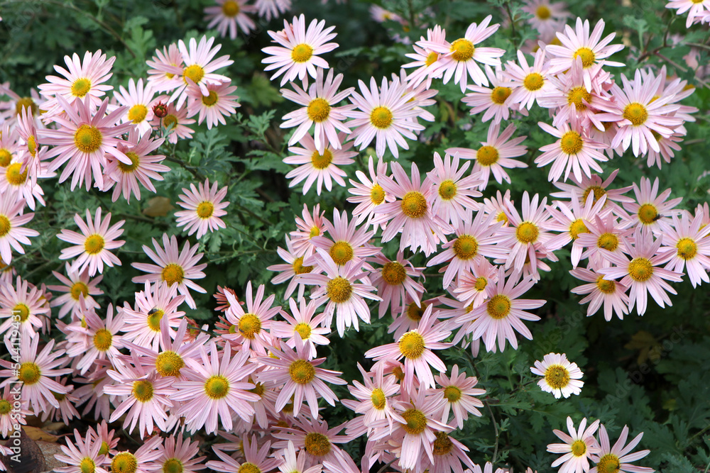 Chrysanthemum 'Hillside Sheffield Pink' in flower. Chrysanthemum 'Hillside Sheffield Pink' in flower.