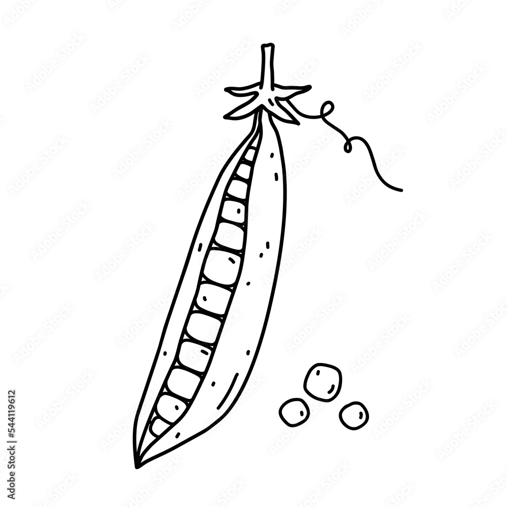 Pea pod isolated on white background. Organic healthy food. Vector hand-drawn illustration in doodle style. Perfect for logo, decorations, recipes, various designs. Pea pod isolated on white background. Organic healthy food. Vector hand-drawn illustration in doodle style. Perfect for logo, decorations, recipes, various designs.