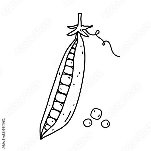 Pea pod isolated on white background. Organic healthy food. Vector hand-drawn illustration in doodle style. Perfect for logo, decorations, recipes, various designs.