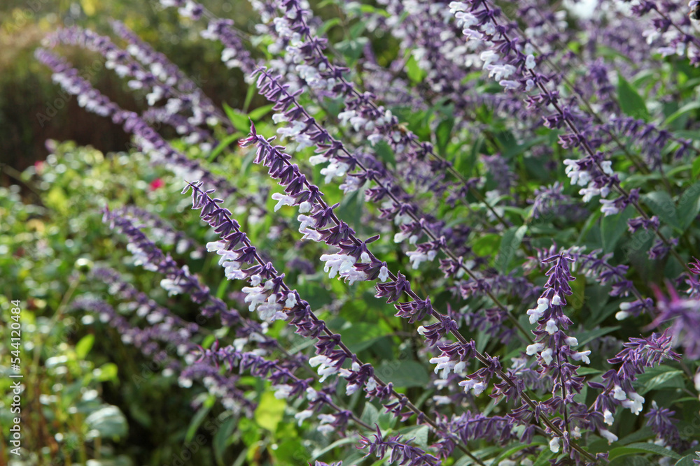 Obraz premium Salvia splendens 'Phyllis' Fancy' in flower.