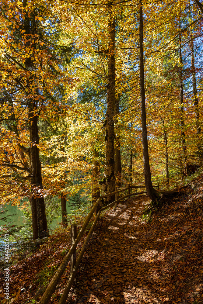 Forest path with a wooden fence next to lake Synevyr on a sunny autumn day. West Ukraine Forest path with a wooden fence next to lake Synevyr on a sunny autumn day. West Ukraine