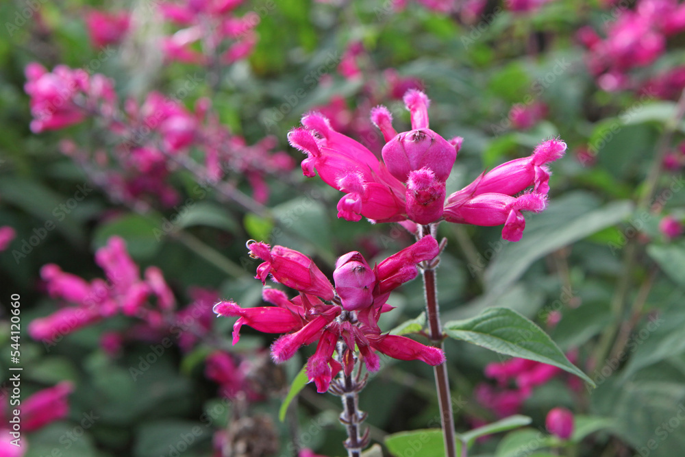 Salvia splendens Mulberry Jam in flower. Salvia splendens Mulberry Jam in flower.