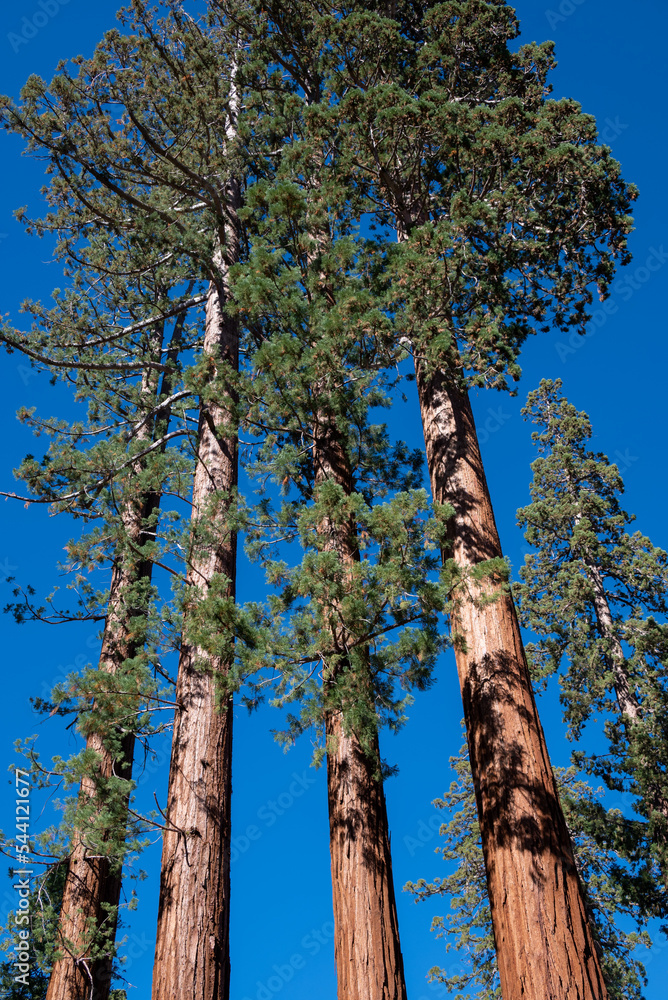 Fototapeta premium Giant Sequoias in Mariposa Grove , Yosemite National Park, Carifornia, USA.