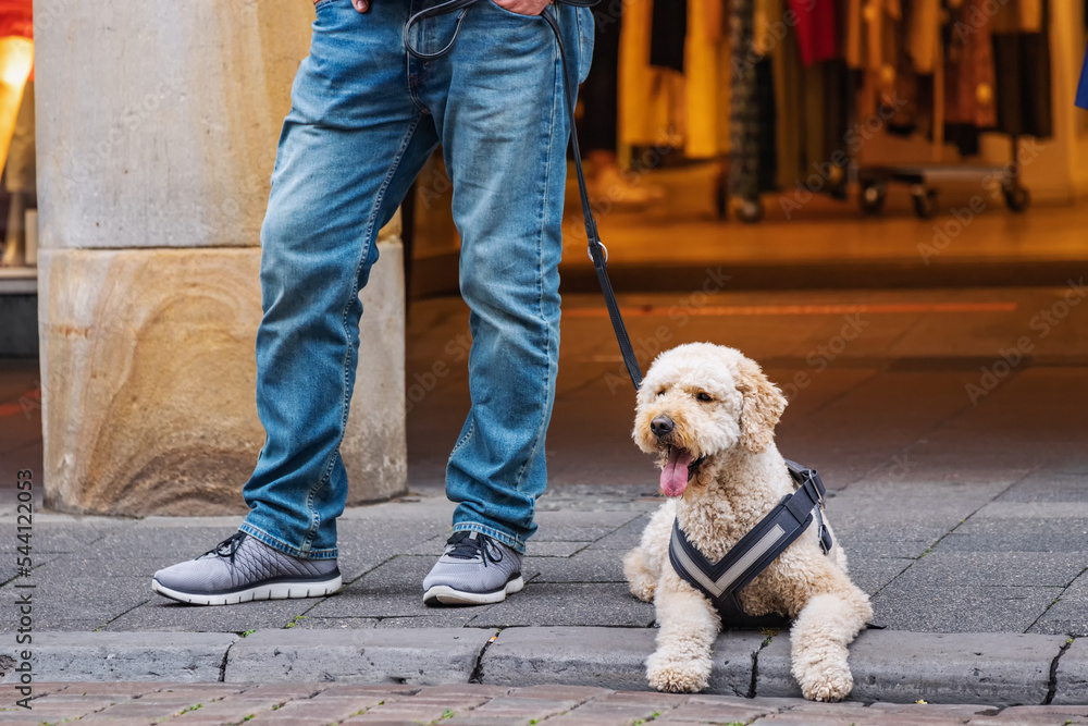 Man walks her dog out at city street. Friendship and pets lifestyle