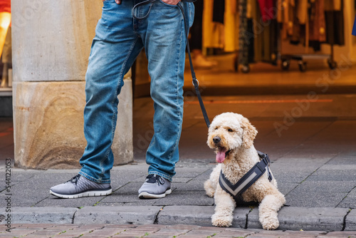 Man walks her dog out at city street. Friendship and pets lifestyle