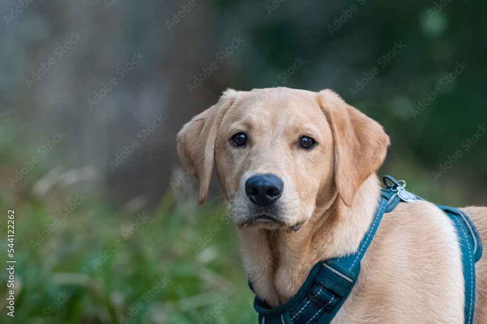 Cute labrador puppy on a walk in the forest on an autumn evening
