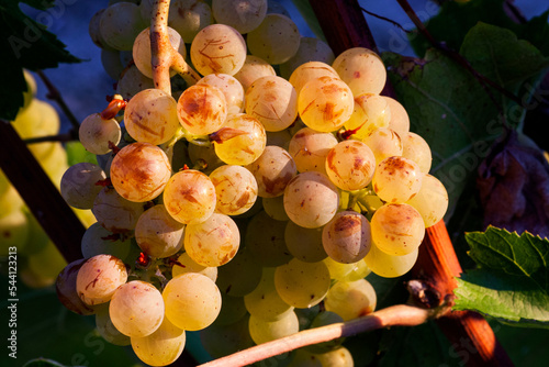 grapes of verdicchio in the region of castelli di Jesi, Marche, Italy