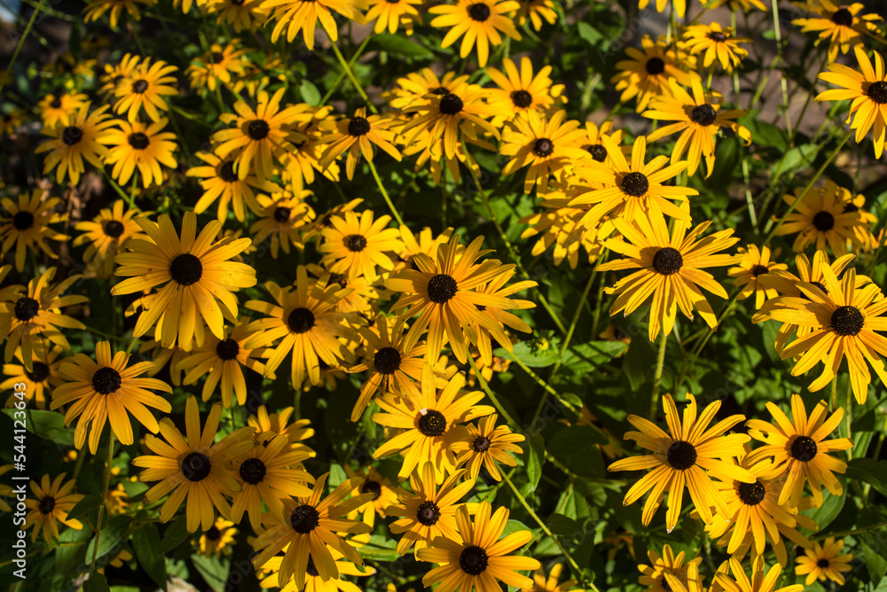 bunch of yellow Jerusalem artichoke bunch of yellow Jerusalem artichoke