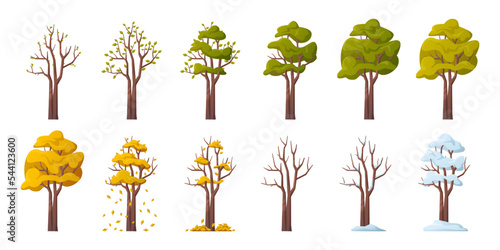 Tree during seasonal changes, isolated plant with blooming leaves in spring. Lush greenery and blossom in summer. Falling leaves in autumn and covered with snow in winter. Vector in flat style