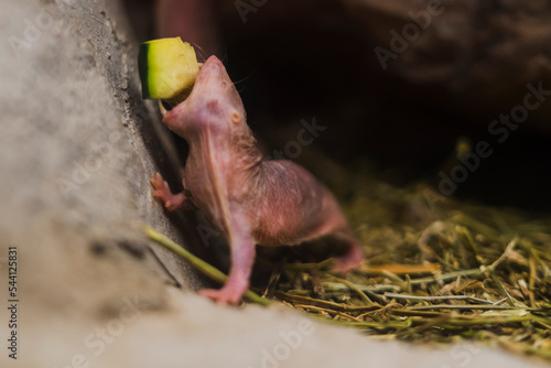 naked mole rat in a terrarium 