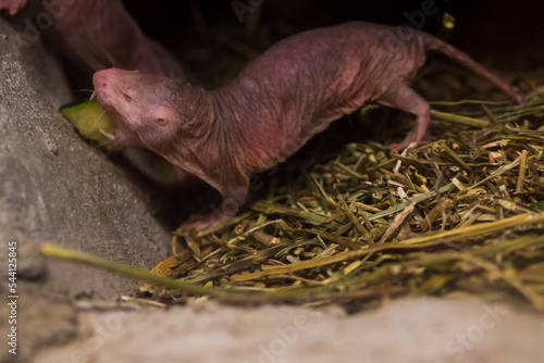 naked mole rat in a terrarium 