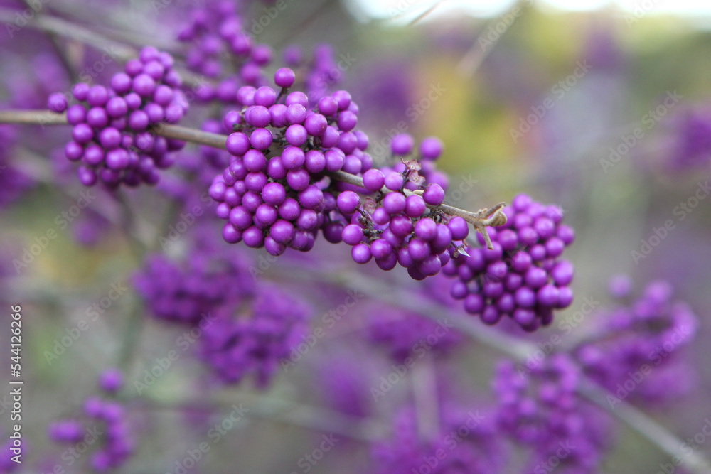 Purple BodinierÕs Beautyberry 'Profusion' in display. Purple BodinierÕs Beautyberry 'Profusion' in display.
