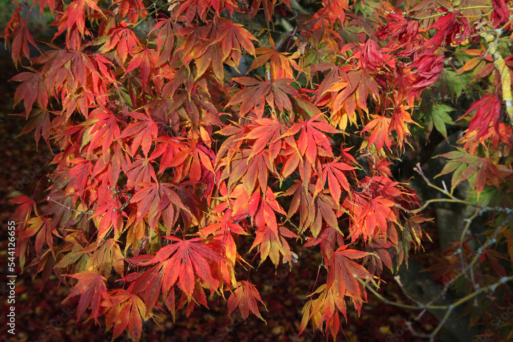 The autumn colours of the Acer palmatum 'Elegans' tree. The autumn colours of the Acer palmatum 'Elegans' tree.