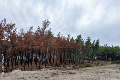 Dadia forest Restoration & Regrowth After Wildfire Evros Greece photo