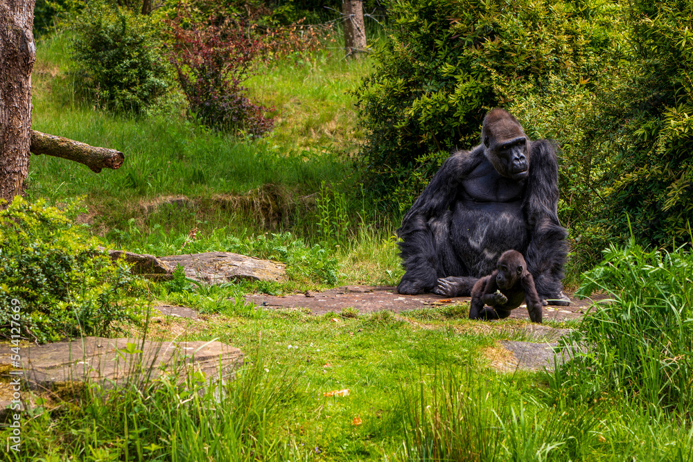Fototapeta premium Gorilla in the Apenheul Monkey Park in the Netherlands