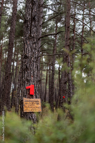 Dadia forest Restoration & Regrowth After Wildfire Evros Greece photo