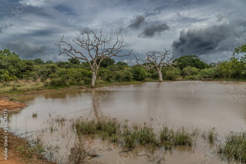 Yala National Park dry trees with dynamic sky Sri Lanka