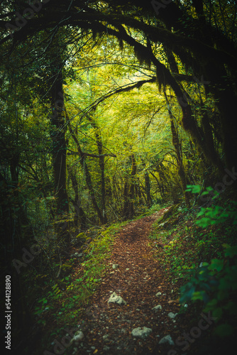 Hiking path through the woods on autumn day