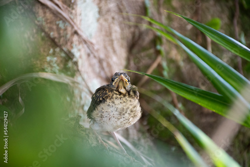 young baby bird looking for its mother on tree trunk in nature blurred background landscape