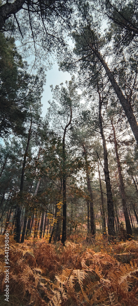 Fototapeta premium Dadia forest Restoration & Regrowth After Wildfire Evros Greece
