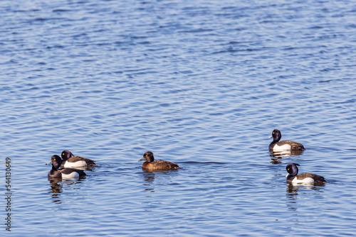 Tufted ducks swimming in the water at spring