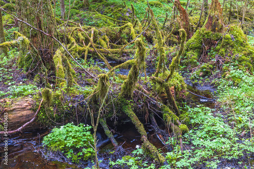 Fallen trees covered with moss in a old growth forest