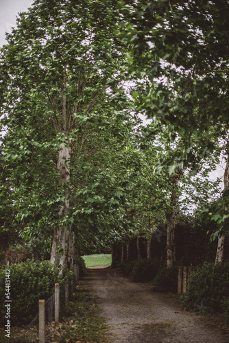 alley in the park