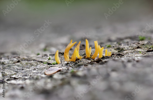 Fungus Calocera viscosa in close view photo