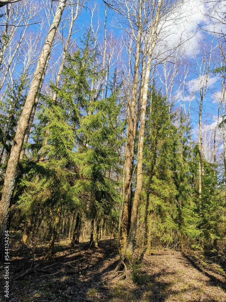 pine forest in spring 