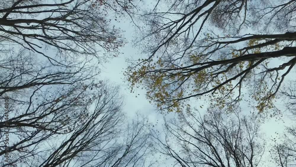 Top of the trees, branches from the bottom view. Background footage of trees. Walking in the forest. Top of the trees, branches from the bottom view. Background footage of trees. Walking in the forest.