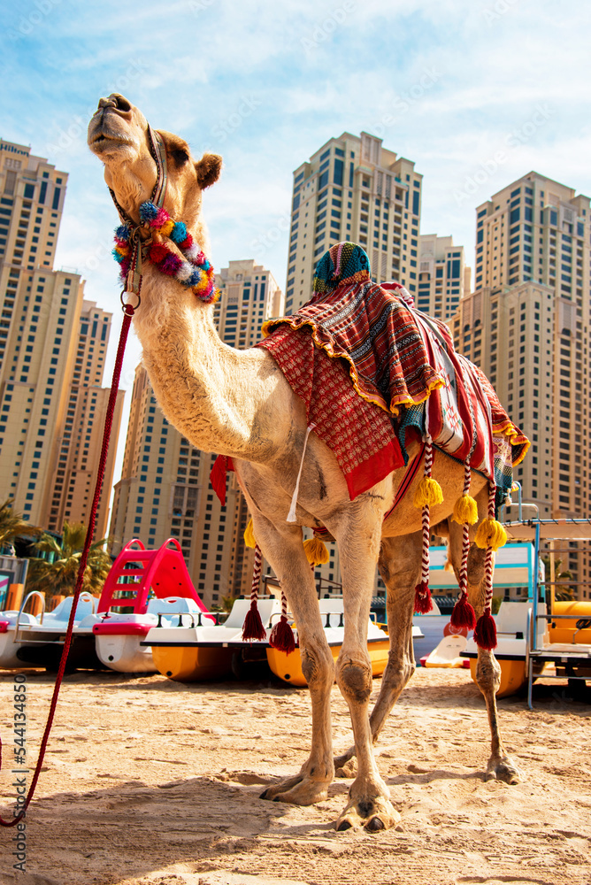 Cute camel on the famous Jumeirah Beach against the background of nearby skyscrapers in Dubai, United Arab Emirates.