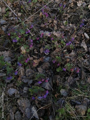 purple and green leaves